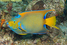 angelfish